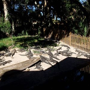 Crocodilian Exhibit at St. Augustine, 11/10/13