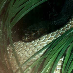 Eastern Coachwhip at St. Augustine, 11/10/13