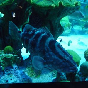 grouper new england aquaruim