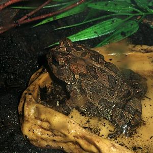 Southern Toad at St. Augustine, 11/10/13