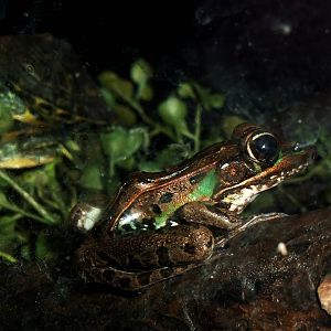 Southern Leopard Frog at St. Augustine, 11/10/13