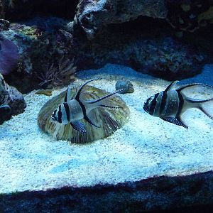 cardinal fish new england aquarium