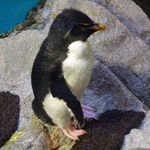 rockhopper penguin new england aquarium