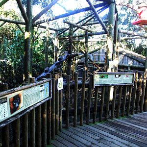 Red Ruffed Lemur Exhibit at St. Augustine, 11/10/13