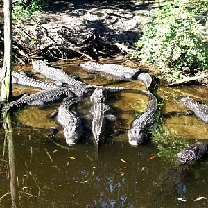 American Alligators at St. Augustine, 11/10/13