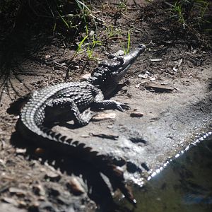 Slender-snouted Crocodile at St. Augustine, 11/10/13