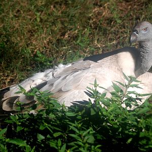 Cape Griffon Vulture at St. Augustine, 11/10/13