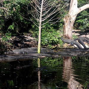 American Alligators at St. Augustine, 11/10/13
