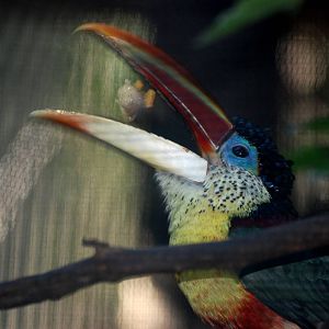Curl-crested Aracari at St. Augustine, 11/10/13