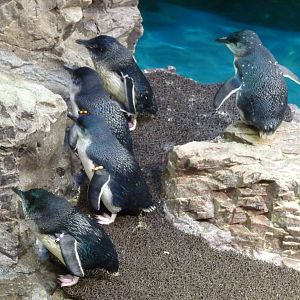 Little blue penguins new england aquarium