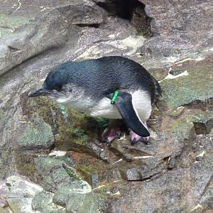 Little blue penguin new england aquarium