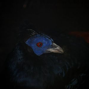 Lesser Bornean Crested Fireback at St. Augustine, 11/10/13