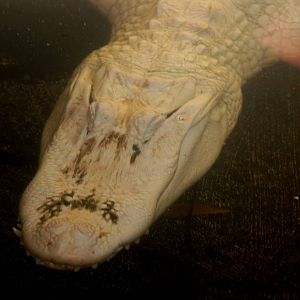 White American Alligator at St. Augustine, 11/10/13