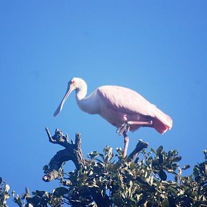 Wild Roseate Spoonbill at St. Augustine, 11/10/13