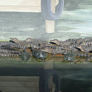 Alligator Hatchlings and Red-eared Sliders at St. Augustine, 11/10/13