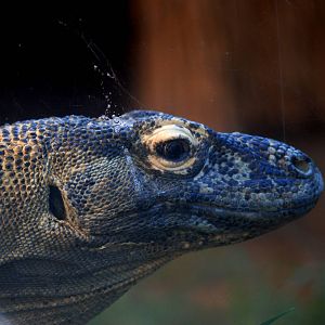 Komodo Dragon at St. Augustine, 11/10/13
