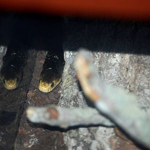 Samar Cobra at St. Augustine, 11/10/13