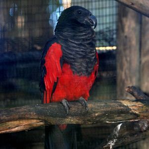 Pesquet's Parrot at St. Augustine, 11/10/13