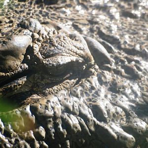 Eye of a Mugger at St. Augustine, 11/10/13
