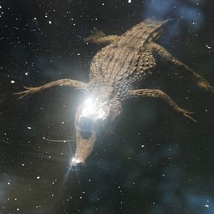 Slender-snouted Crocodile at St. Augustine, 11/10/13