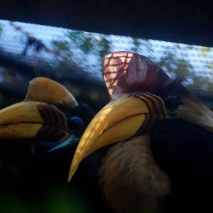 Sulawesi Wrinkled Hornbill at St. Augustine, 11/10/13