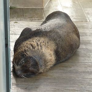 northern fur seal new england aquarium