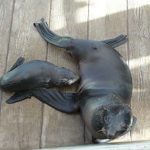 northern fur seals new england aquarium