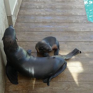 northern fur seals new england aquarium