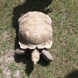 African Spurred Tortoise at Lubee Bat Conservancy, 11/10/13