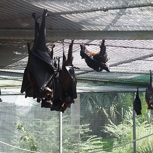 Flying Foxes at Lubee Bat Conservancy, 11/10/13