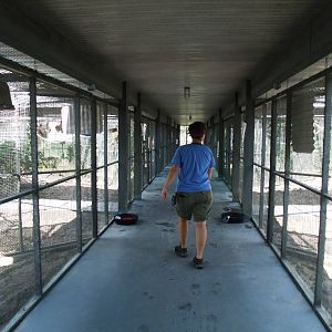 Corridor between enclosures at Lubee Bat Conservancy, 11/10/13