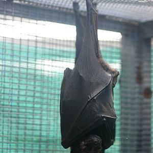Variable Flying Fox at Lubee Bat Conservancy, 11/10/13