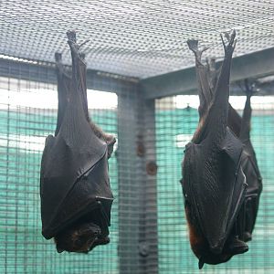Variable and Large Flying Foxes at Lubee Bat Conservancy, 11/10/13