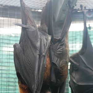 Large Flying Fox with Youngster at Lubee Bat Conservancy, 11/10/13