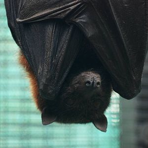 Large Flying Fox at Lubee Bat Conservancy, 11/10/13