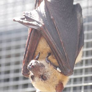 Little Golden-mantled Flying Fox at Lubee Bat Conservancy, 11/10/13