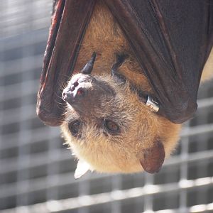 Little Golden-mantled Flying Fox at Lubee Bat Conservancy, 11/10/13