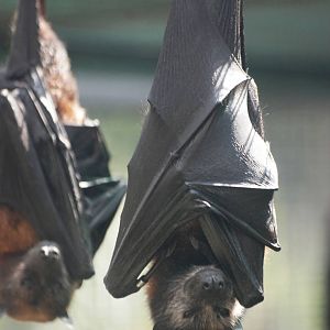 Variable Flying Foxes at Lubee Bat Conservancy, 11/10/13
