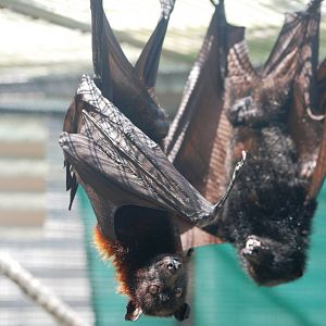 Large Flying Foxes at Lubee Bat Conservancy, 11/10/13