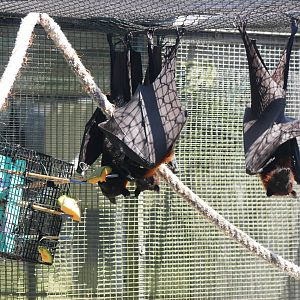 Large Flying Foxes Painting at Lubee Bat Conservancy, 11/10/13
