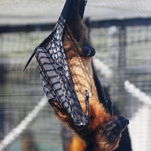 Indian Flying Fox at Lubee Bat Conservancy, 11/10/13