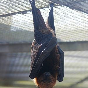 Rodrigues Fruit Bat at Lubee Bat Conservancy, 11/10/13