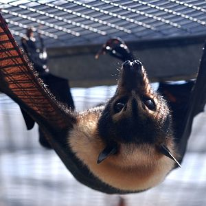 Spectacled Flying Fox at Lubee Bat Conservancy, 11/10/13