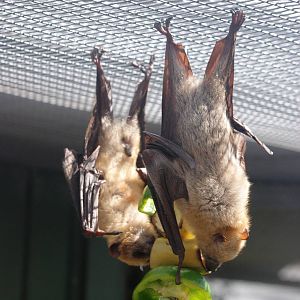 Little Golden-mantled Flying Foxes at Lubee Bat Conservancy, 11/10/13