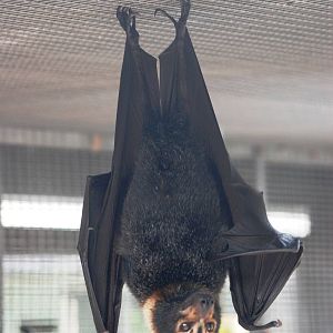 Spectacled Flying Fox at Lubee Bat Conservancy, 11/10/13