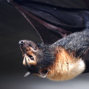 Spectacled Flying Fox at Lubee Bat Conservancy, 11/10/13