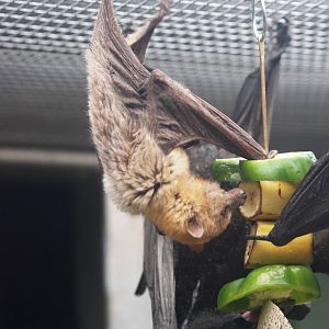Flying Foxes at Lubee Bat Conservancy, 11/10/13