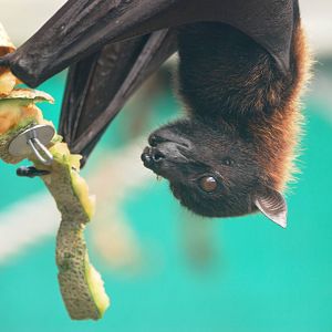 Large Flying Fox at Lubee Bat Conservancy, 11/10/13