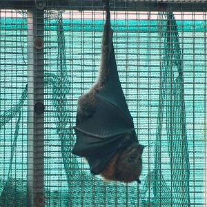 Grey-headed Flying Fox at Lubee Bat Conservancy, 11/10/13