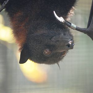 Large Flying Fox at Lubee Bat Conservancy, 11/10/13